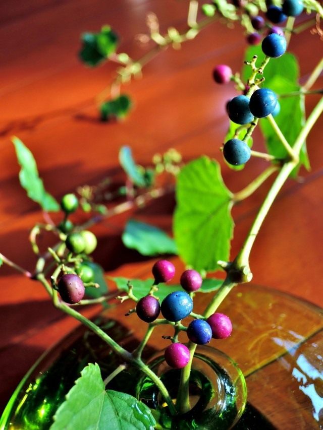 Виноградовник (Ampelopsis)
