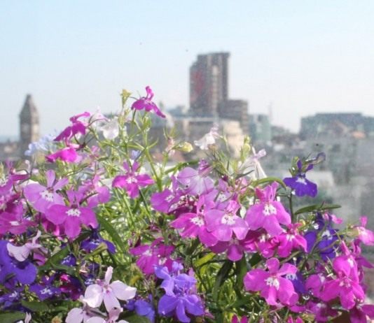 Цветы на балконе