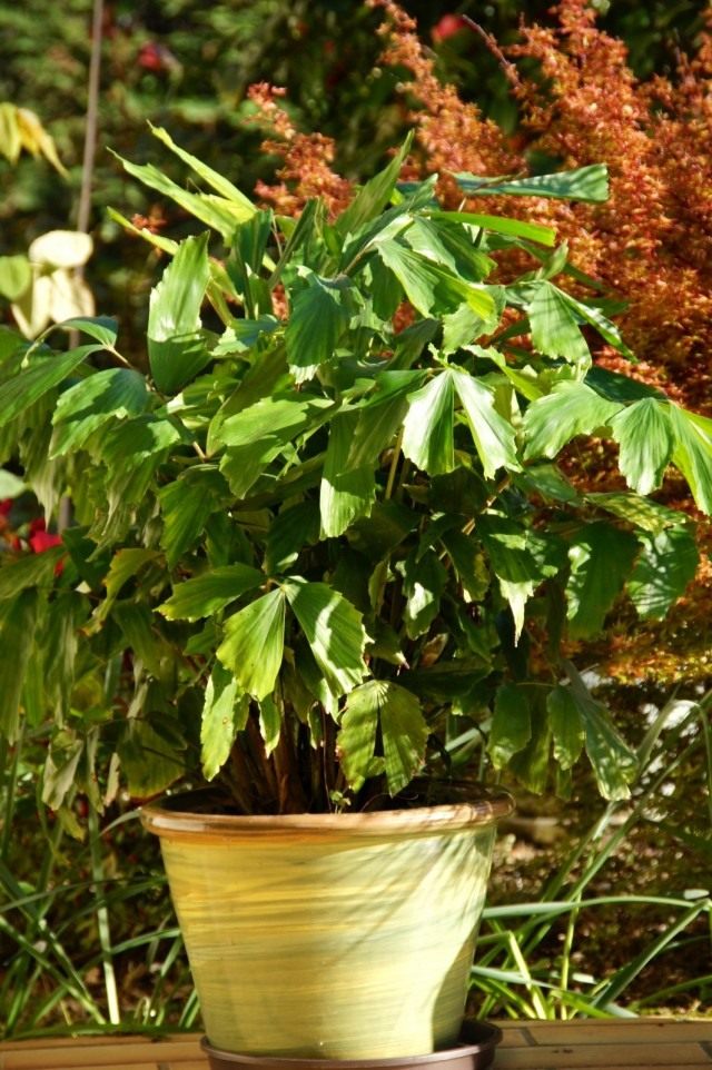 Кариота нежная, или мягкая (Caryota mitis)