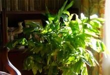 Кариота нежная, или мягкая (Caryota mitis)