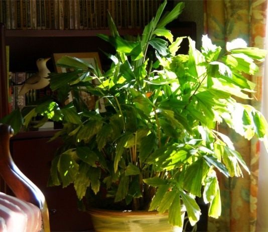 Кариота нежная, или мягкая (Caryota mitis)