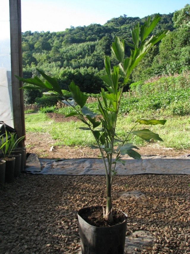 Кариота жгучая, или Винная пальма (Caryota urens)