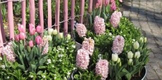 Горшечная композиция из весенних луковичных