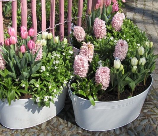 Осенняя закладка весенних луковичных для горшечного сада - Цветы многолетние Горшечная композиция из весенних луковичных