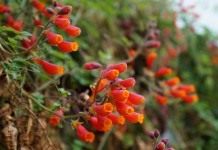Вислоплодник, или Эккремокарпус шероховатый (Eccremocarpus scaber)