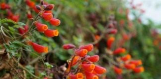 Вислоплодник, или Эккремокарпус шероховатый (Eccremocarpus scaber)