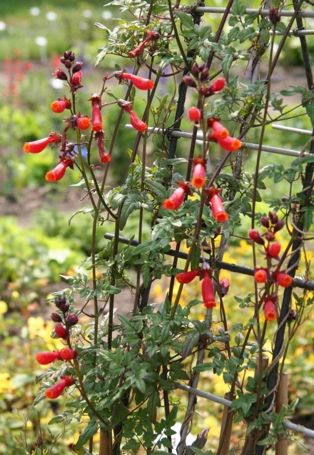Вислоплодник, или Эккремокарпус шероховатый (Eccremocarpus scaber)