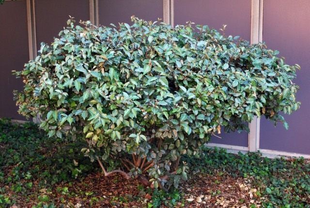 Лох колючий (Elaeagnus pungens) Лох колючий (Elaeagnus pungens)