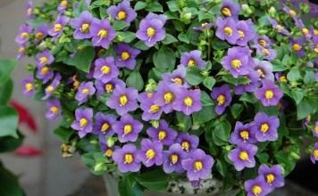 Экзакум родственный, или персидская фиалка (Exacum affine)