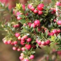 Гаультерия остроконечная (Gaultheria mucronata) Гаультерия остроконечная (Gaultheria mucronata)
