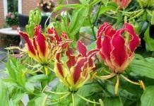 Глориоза Ротшильда (Gloriosa superba 'Rothschildiana')