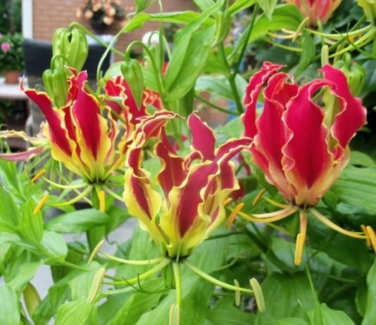 Глориоза — королева цветущих лиан - Красивоцветущие Глориоза Ротшильда (Gloriosa superba 'Rothschildiana')