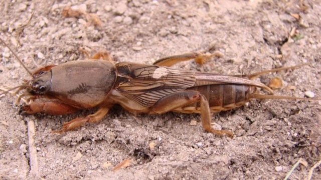 Медведка обыкновенная (Gryllotalpa gryllotalpa) Медведка обыкновенная (Gryllotalpa gryllotalpa)