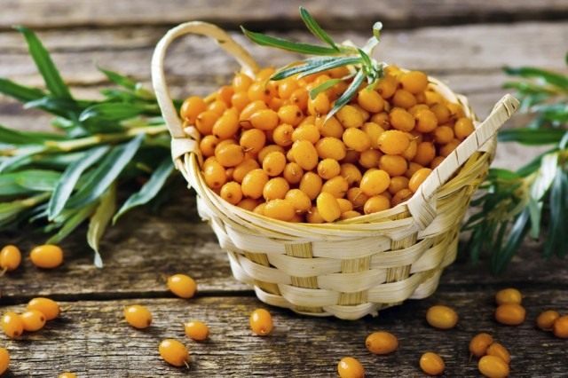 Облепиха крушиновидая (Hippophae rhamnoides) Облепиха крушиновидая (Hippophae rhamnoides)