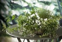 Жасмин многоцветковый (Jasminum polyanthum)
