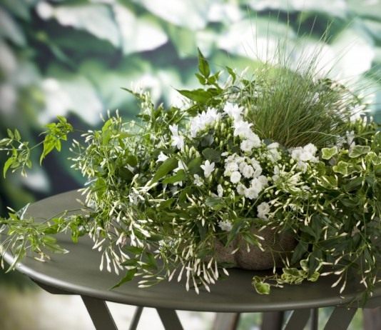 Жасмин многоцветковый (Jasminum polyanthum)