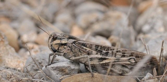 Саранча перелётная, или саранча азиатская серой окраски (Locusta migratoria) Саранча перелётная, или саранча азиатская серой окраски (Locusta migratoria)