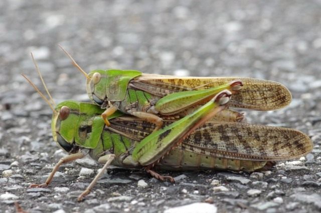 Самец и самка саранчи перелётной, или саранчи азиатской (Locusta migratoria) Самец и самка саранчи перелётной, или саранчи азиатской (Locusta migratoria)