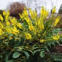 Магония средняя (Mahonia media) Магония средняя (Mahonia media)
