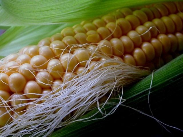 Кукуруза сахарная, также маис (Zea mays) Кукуруза сахарная, также маис (Zea mays)