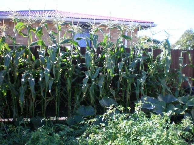 Кукуруза сахарная Кукуруза сахарная