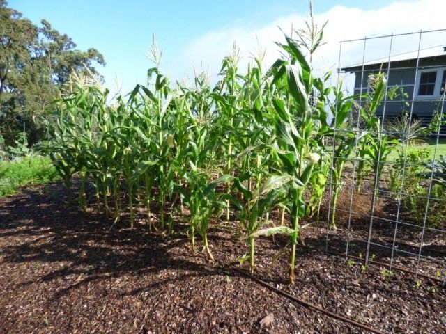 Кукуруза сахарная (Zea mays) Кукуруза сахарная (Zea mays)