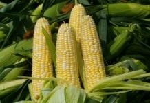 Початки кукурузы