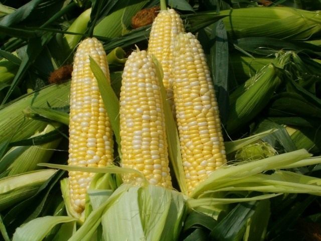 Початки кукурузы Початки кукурузы
