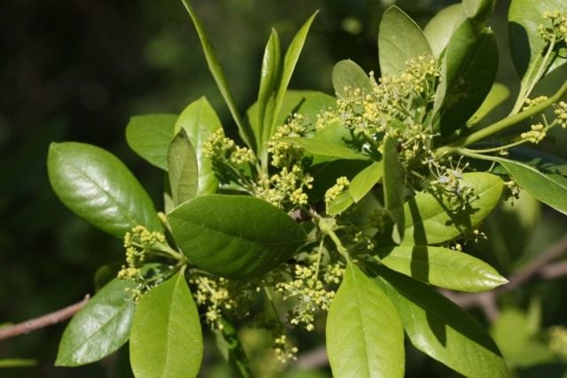 Нисса лесная (Nyssa sylvatica) Нисса лесная (Nyssa sylvatica)
