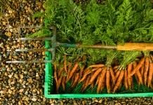 Урожай органически выращенной моркови
