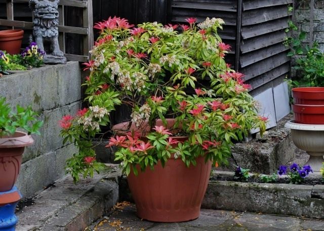 Пиерис японский (Pieris japonica) Пиерис японский (Pieris japonica)