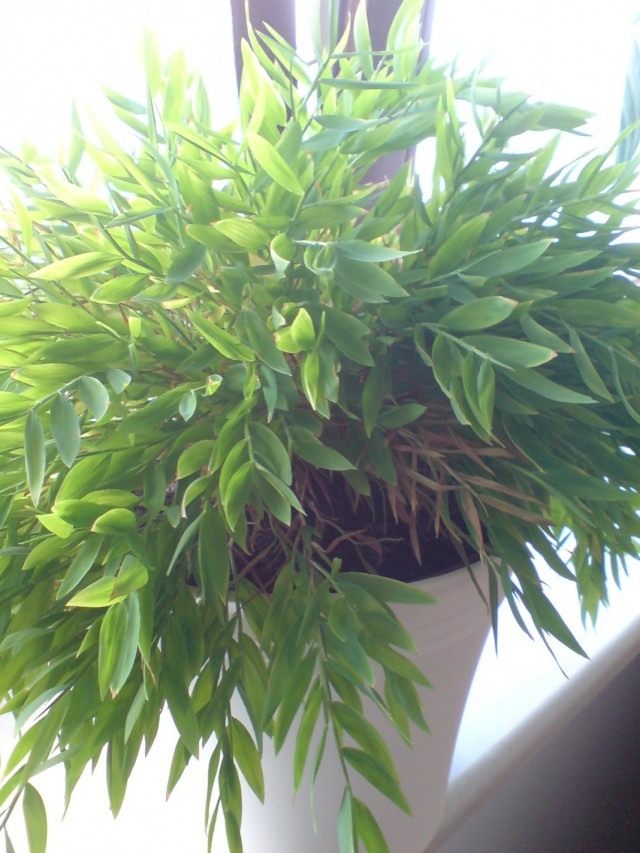 Погонатерум просовидный (Pogonatherum paniceum)