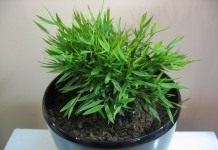 Погонатерум просовидный (Pogonatherum paniceum)