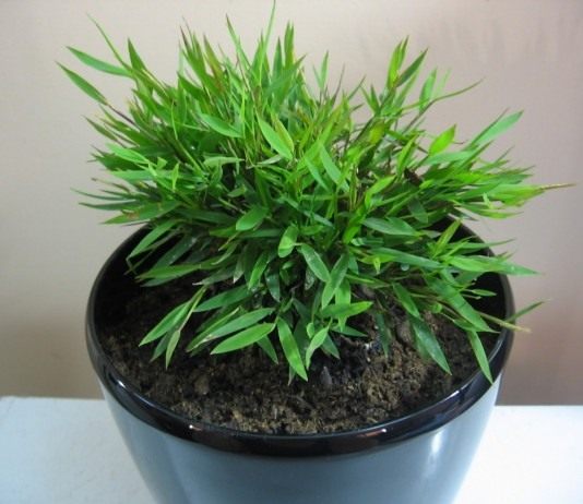 Погонатерум просовидный (Pogonatherum paniceum)