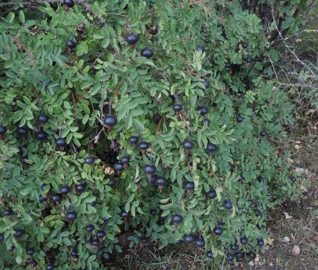 Роза колючейшая, или Шиповник колючейший (Rosa spinosissima)