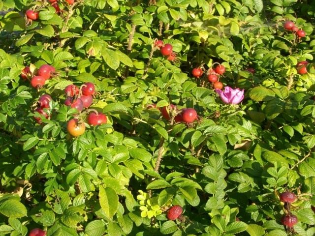 Роза мохнатая (Rosa villosa)