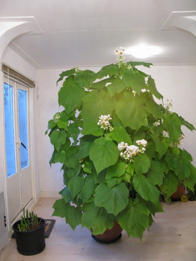 Спармания африканская (Sparmannia africana)