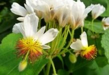 Спармания африканская (Sparmannia africana)