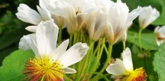 Спармания африканская (Sparmannia africana)