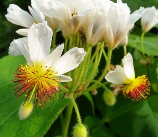 Спармания африканская (Sparmannia africana)