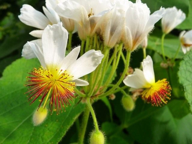 Спармания африканская (Sparmannia africana)