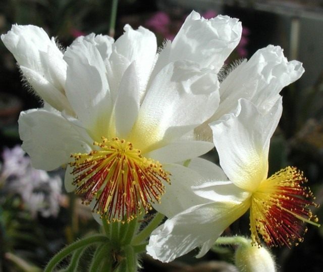 Спармания африканская (Sparmannia africana)