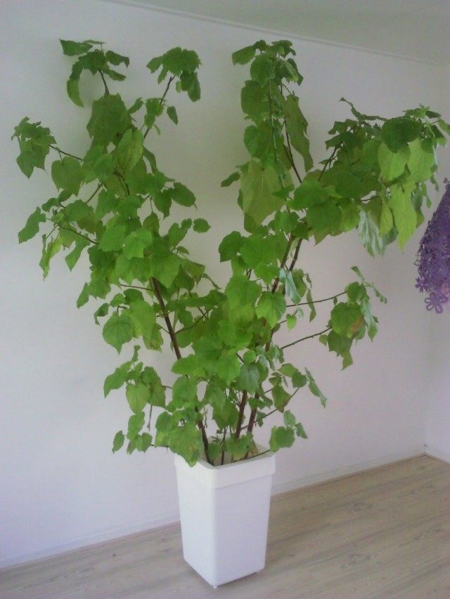 Спармания африканская (Sparmannia africana)