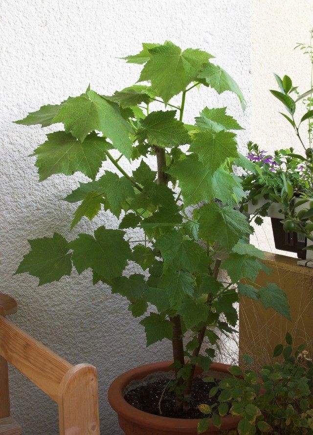 Спармания африканская (Sparmannia africana)