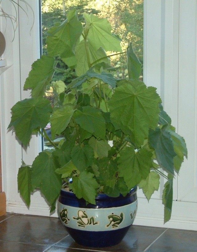 Спармания африканская (Sparmannia africana)