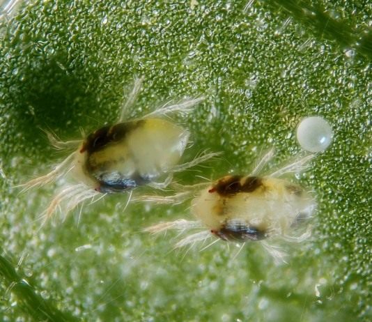 Обыкновенный паутинный клещ (Tetranychus urticae)