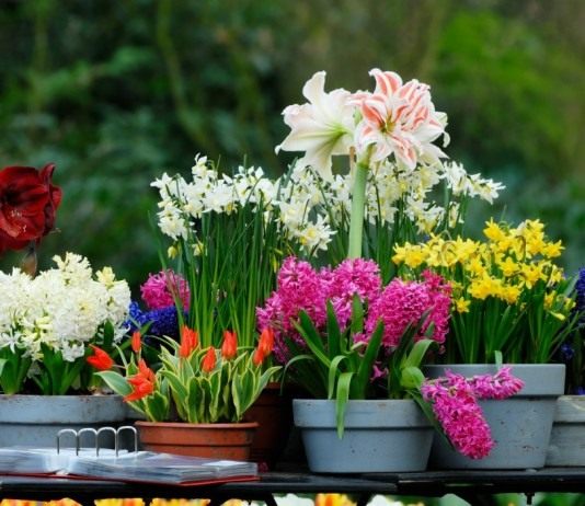 Луковичные цветы в контейнерах