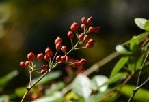 Шиповник многоцветковый, или роза многоцветковая (Rosa multiflora)