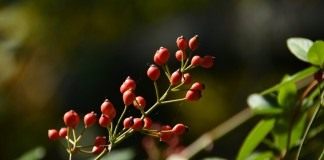 Шиповник многоцветковый, или роза многоцветковая (Rosa multiflora)