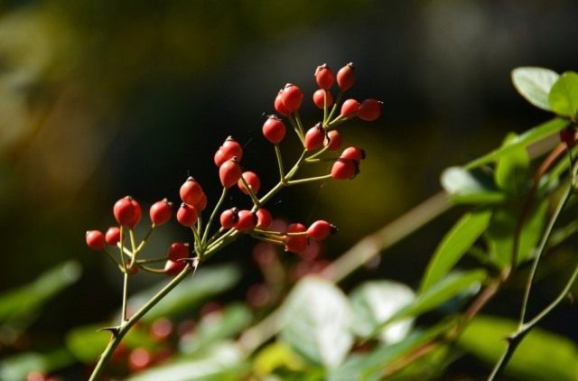 Шиповник многоцветковый, или роза многоцветковая (Rosa multiflora)